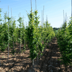 CARPINUS betulus 'A.Beeckman'