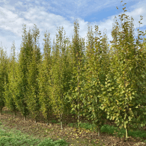 CARPINUS betulus 'Fastigiata'