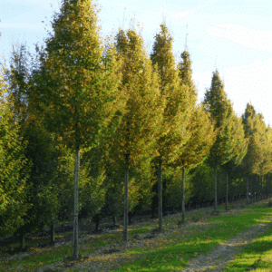 CARPINUS betulus 'Frans Fontaine'