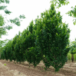 CARPINUS betulus 'Lucas'