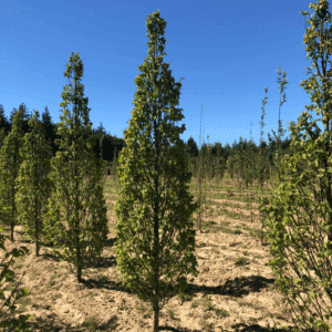 CARPINUS betulus 'Monument'