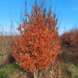 CARPINUS betulus 'Orange Retz COV'