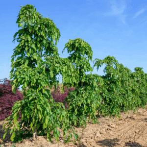 CARPINUS betulus 'Pendula'
