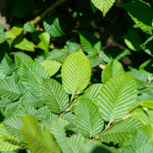 CARPINUS betulus 'Stegemanns Primus COV'