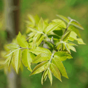 CARYA illinoinensis