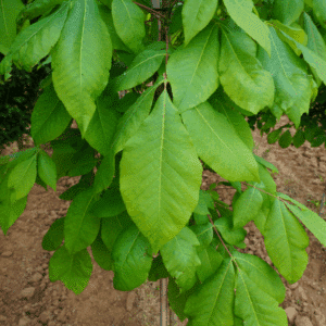 CARYA ovata