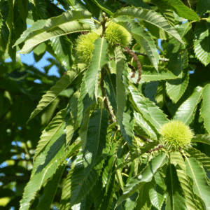 CASTANEA sativa