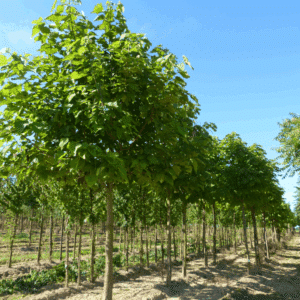 CATALPA bignonioides