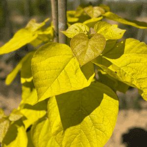 CATALPA bignonioides 'Aurea'