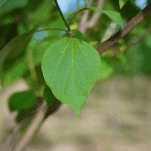 CATALPA ovata
