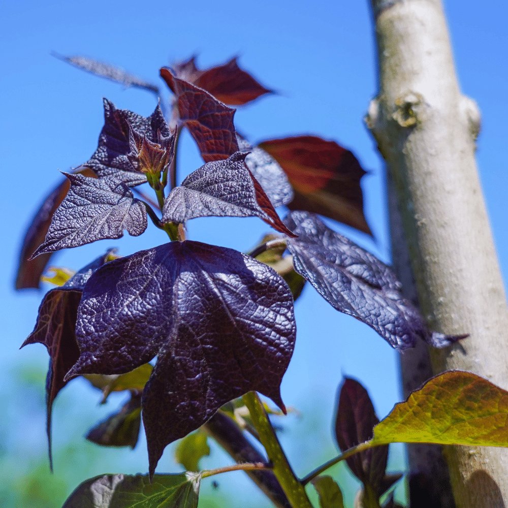 CATALPA x erubescens 'Purpurea' – Image 2