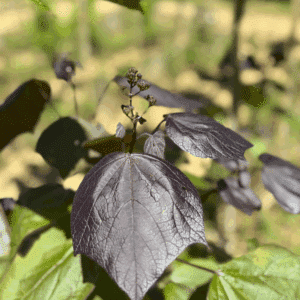 CATALPA x erubescens 'Purpurea'