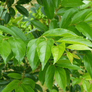 CELTIS sinensis