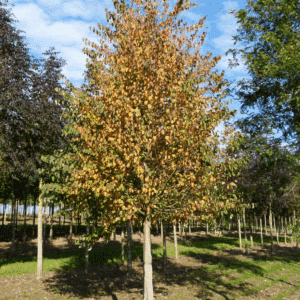 CERCIDIPHYLLUM japonicum