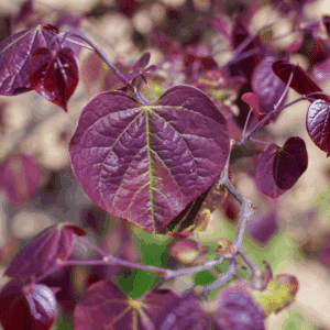 CERCIS canadensis 'Forest Pansy'