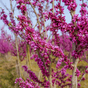 CERCIS chinensis 'Avondale'