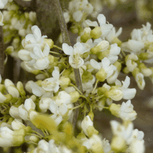 CERCIS chinensis 'Shirobana'