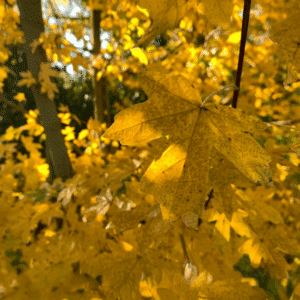 Catégorie-1-ACER - arbres et cépées - Pépinières Chauviré