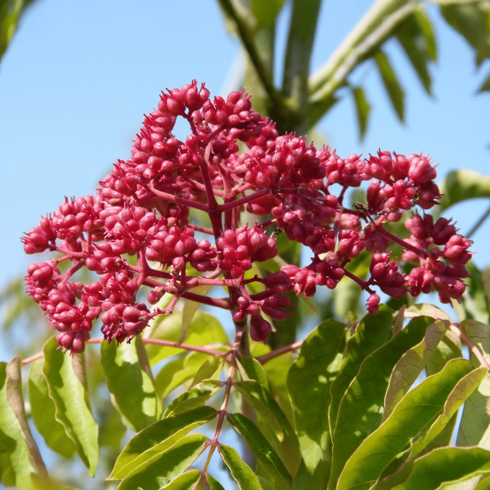 Catégorie-77-TETRADIUM - arbres cépées - Pépinières Chauviré