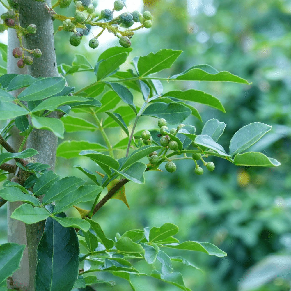 Catégorie-81-ZANTHOXYLUM - arbres cépées - Pépinières Chauviré