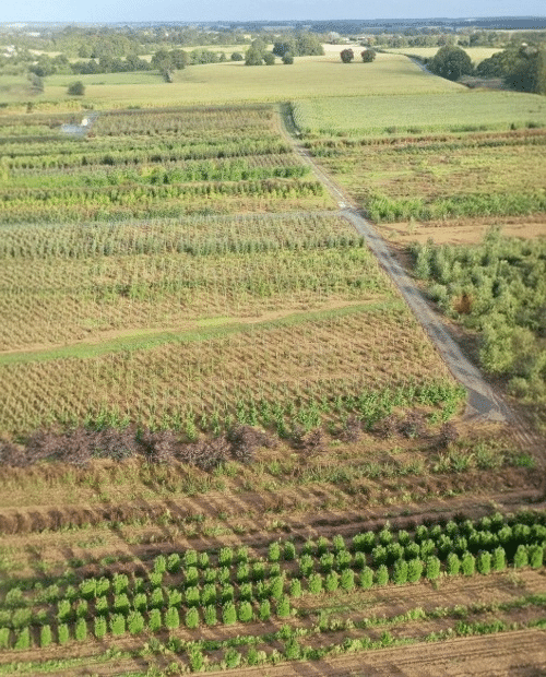 Parcelles Pépinières Chauviré-10-Parcelle - Treugnardière - Pépinières Chauviré