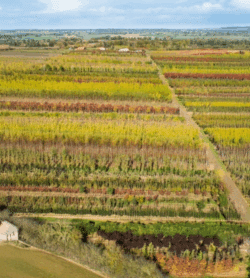 Parcelles Pépinières Chauviré-2-Parcelle - Aubronnière - Pépinières Chauviré