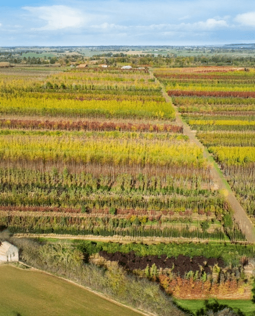 Parcelles Pépinières Chauviré-2-Parcelle - Aubronnière - Pépinières Chauviré