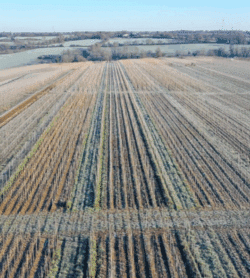 Parcelles Pépinières Chauviré-3-Parcelle - Boulay - Pépinières Chauviré