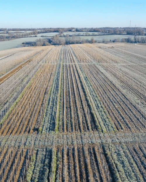 Parcelles Pépinières Chauviré-3-Parcelle - Boulay - Pépinières Chauviré