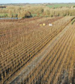 Parcelles Pépinières Chauviré-4-Parcelle - Bate - Pépinières Chauviré