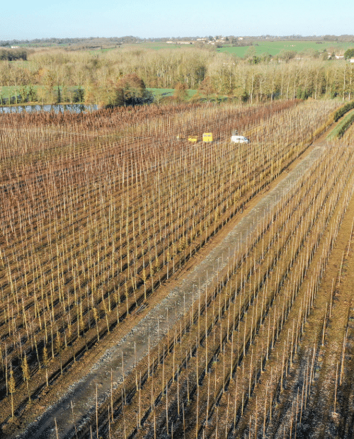 Parcelles Pépinières Chauviré-4-Parcelle - Bate - Pépinières Chauviré