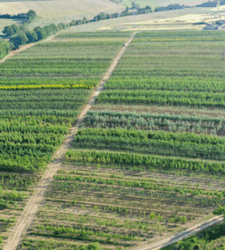 Parcelles Pépinières Chauviré-5-Parcelle - Noue - Pépinières Chauviré