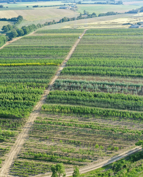 Parcelles Pépinières Chauviré-5-Parcelle - Noue - Pépinières Chauviré