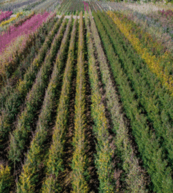 Parcelles Pépinières Chauviré-7-Parcelle - Vieille Haie - Pépinières Chauviré