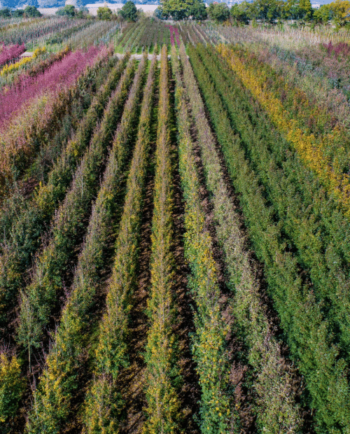 Parcelles Pépinières Chauviré-7-Parcelle - Vieille Haie - Pépinières Chauviré
