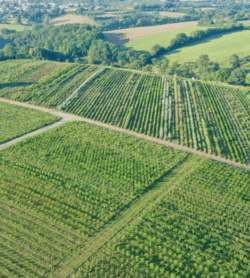 Parcelles Pépinières Chauviré-8-Parcelle - Treugnardière - Pépinières Chauviré