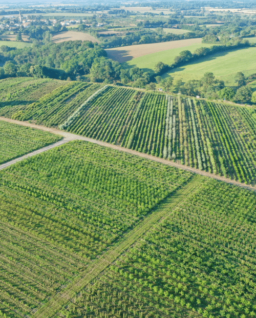 Parcelles Pépinières Chauviré-8-Parcelle - Treugnardière - Pépinières Chauviré