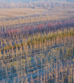 Parcelles Pépinières Chauviré-9-Parcelle - Aunay Barbot - Pépinières Chauviré