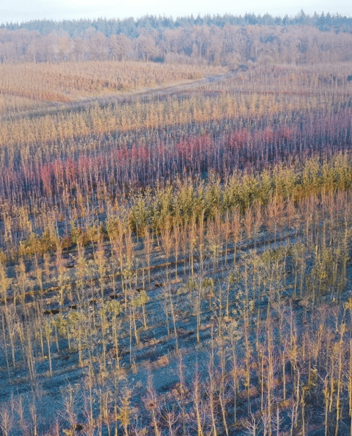 Parcelles Pépinières Chauviré-9-Parcelle - Aunay Barbot - Pépinières Chauviré