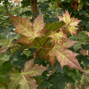 ACER NORWEGIAN SUNSET® Keithsform