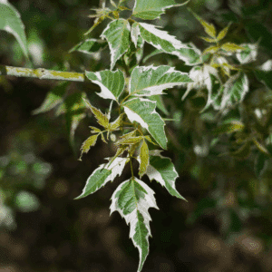ACER negundo 'Flamingo'