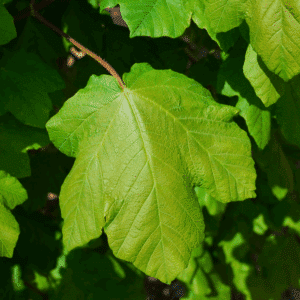 ACER opalus