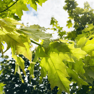 ACER platanoides PRINCETON GOLD® 'Prigo'
