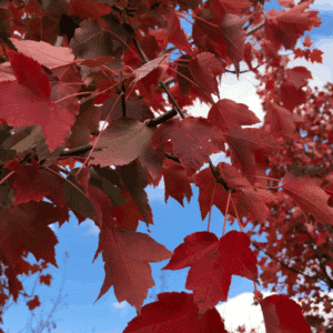 ACER rubrum 'October Glory'