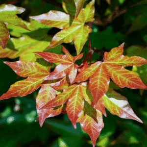ACER x zoeschense 'Annae'