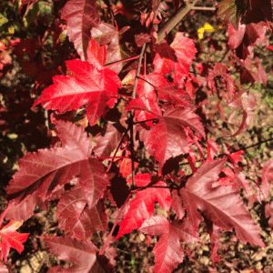 ACER tataricum 'subsp. ginnala'
