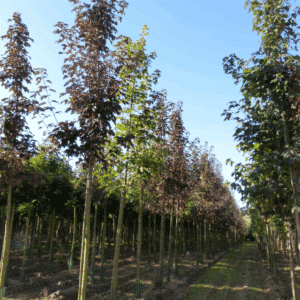 ACER pseudoplatanus 'Atropurpureum'
