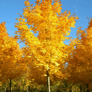 ACER platanoides 'Farlake's Green'