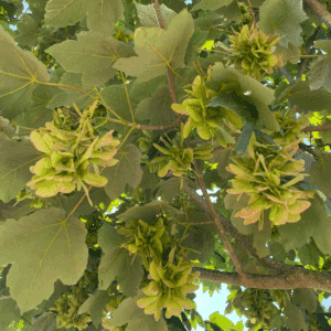 ACER pseudoplatanus 'Bruchem'