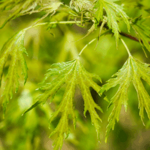 ACER saccharinum 'Born's Gracious'